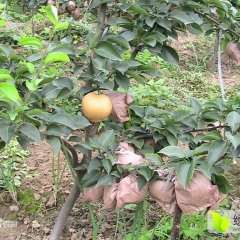 桐柏埠江小田9月晚秋黄梨