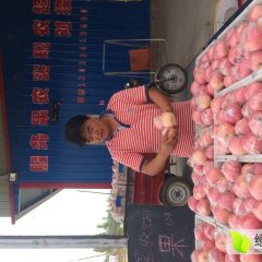 山西运城临猗和万荣冷库纸加膜红富士苹果掉价