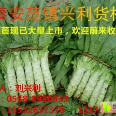 岱岳莴苣 今年青皮莴苣大丰收