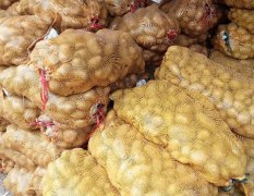 2016滕州本社直销优质土豆种:有雪川，大丰