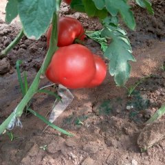 费县薛庄万亩冬季反季节西红柿