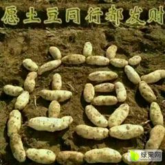 山东安丘荷兰十五土豆冷库货质量好、瓜型好