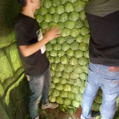 曲周甘蓝上市，价格便宜，球形好看