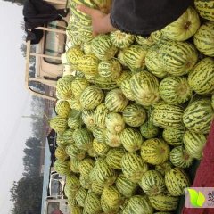 山东莘县燕店镇优质甜瓜价格适宜诚信合作