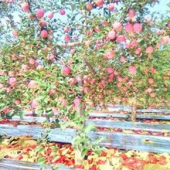 山西省运城市临猗县孙吉镇红富士苹果