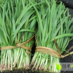 中卫市沙坡头区东园镇韩闸村韭菜之乡 独根红