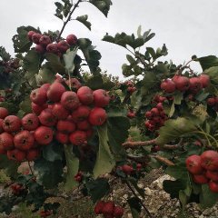 山东费县大金星山楂绿色无公害