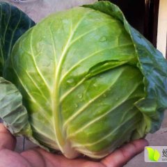 湖北嘉鱼刘国林:甘蓝，扁包白菜
