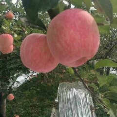 陕西大荔红富士苹果火爆招商中