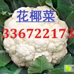 天门张港60天的花菜已上市了
