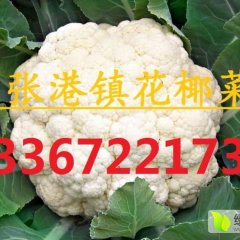 2016天门菜花抓住商机无限