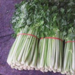 沂南本乡镇是蔬菜种植基地，有小棵西芹上市