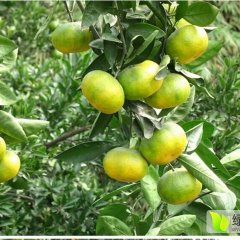 建瓯建瓯汪必茁10月东江湖蜜橘柑橘