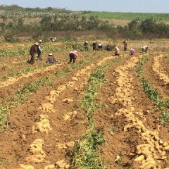 宜城红薯何去何从,湖北李明航诚信合作