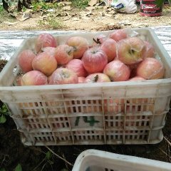 山西临猗红富士苹果名优产品