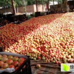 山东东昌府硬粉西红柿欢迎合作