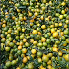 2016湖北宜昌当阳蜜桔橘子桔子