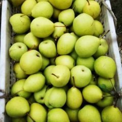 山亭鹅梨历史悠久，果大而整齐