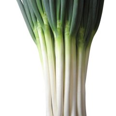 山东平度铁杆大葱热销上市中