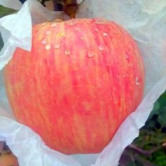 临猗闫家高伟10月红富士苹果