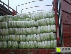 湖北省嘉鱼县大量供应大白菜，甘蓝