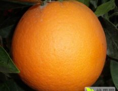 纽荷尔脐橙柑橘类果苗价格