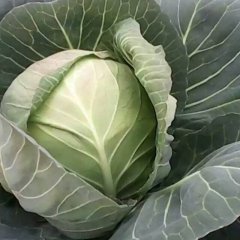 湖北嘉鱼中甘21甘蓝何去何从