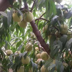 寿光蜜脆桃现已大量上市，卖相好