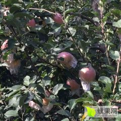 荆成文：备战十月丰收山西临猗红富士苹果