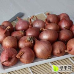 大量求购毛葱，大毛葱，混葱