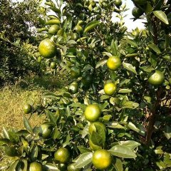 南丰柑橘 精品南丰桔