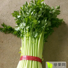三原西芹 菜源广泛且质量好
