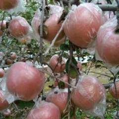 山西临猗红富士苹果上货量大