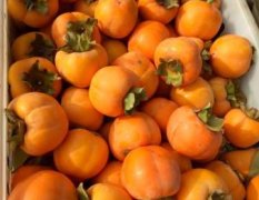 安徽砀山柿子大量上市了