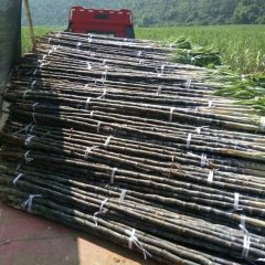 2016扶绥甘蔗走过路过不要错过