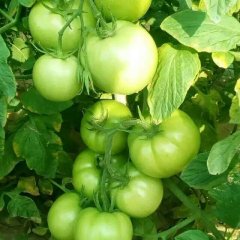 汝州夏宝西红柿大量上市了