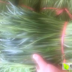 2016藁城韭菜俏销大江南北