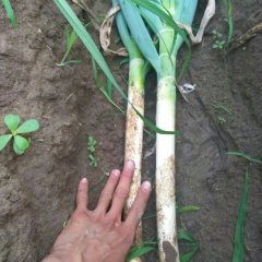 平度我村今年因去年大葱贵