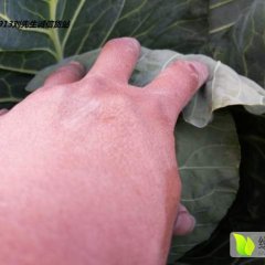 昌黎甘蓝 本地区是甘蓝种植大区