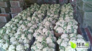 沛县河口吕康民4月白面青梗松花菜菜花