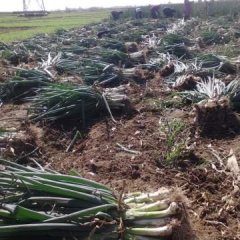 定州城南市场10月又到了大葱上市期了