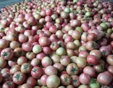 莘县唯一一家硬粉西红柿市场