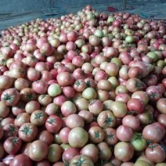 莘县唯一一家硬粉西红柿市场