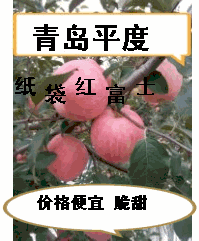 纸袋红富士苹果，山东平度，代办代收