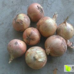 吉林延吉圆葱（卡木一）洋葱绿色无公害