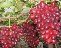 费县薛庄刘学增9月克伦生葡萄