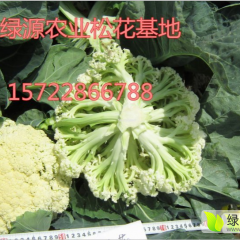 2016大量供应青梗白面松花菜