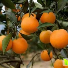 湖南麻阳麻阳冰糖橙脐橙上货量大
