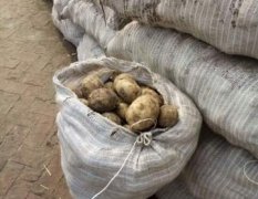 本人出售大量尤金885土豆种子