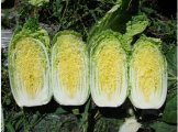 2016年湖北嘉鱼91-12白菜价格